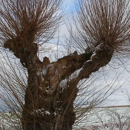 Haus 1795 Storchennest Wustrow (Fischland)